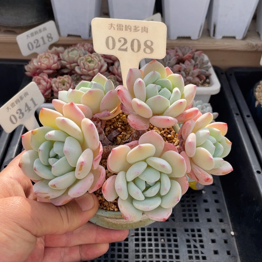 0208冷香不带盆15厘米