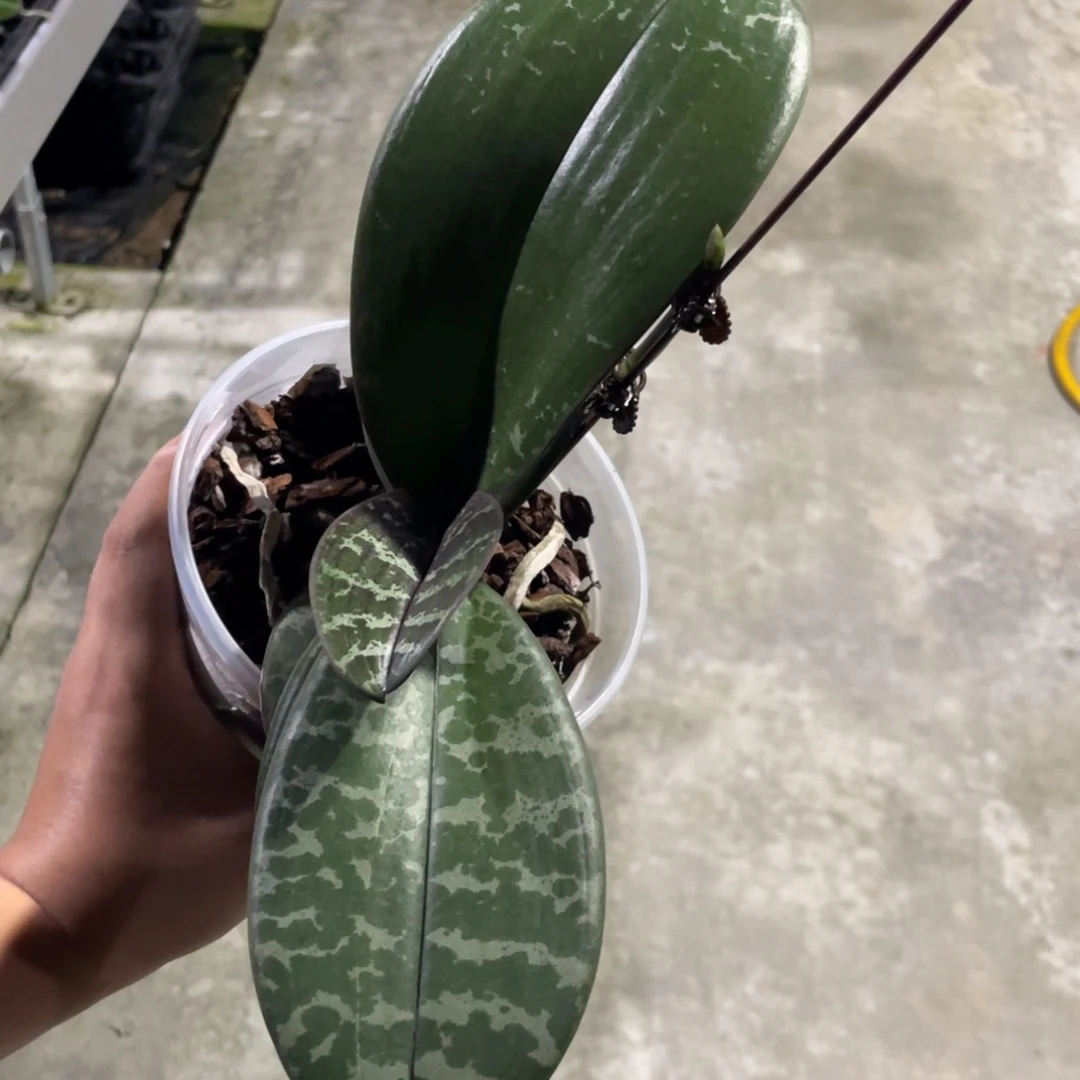 完全开放乔治史，4寸杯抽梗苗，仅此1棵