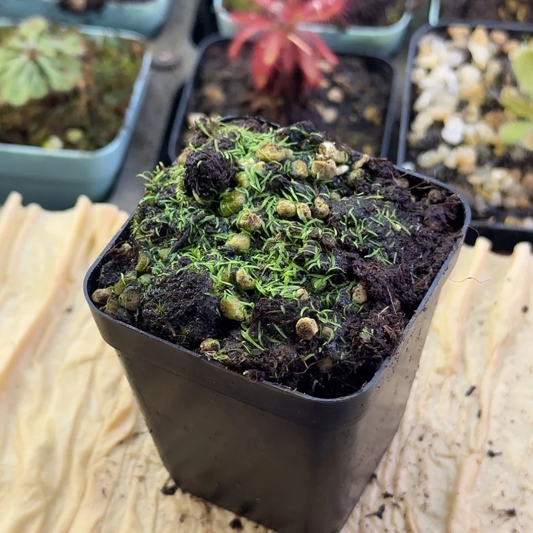 无花朵斜果狸藻啦啦啦