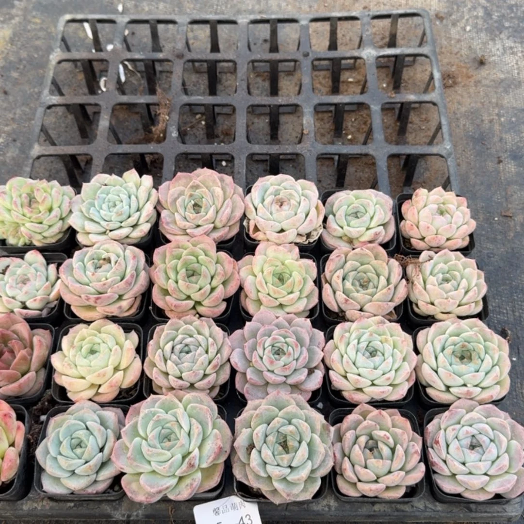 25-43日白梦露一半奶盖一半带托架发货量拍左六