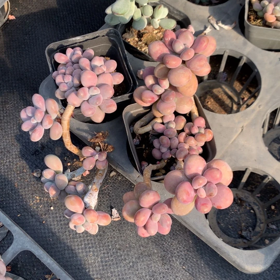 桃蛋老桩两颗不带盆35号