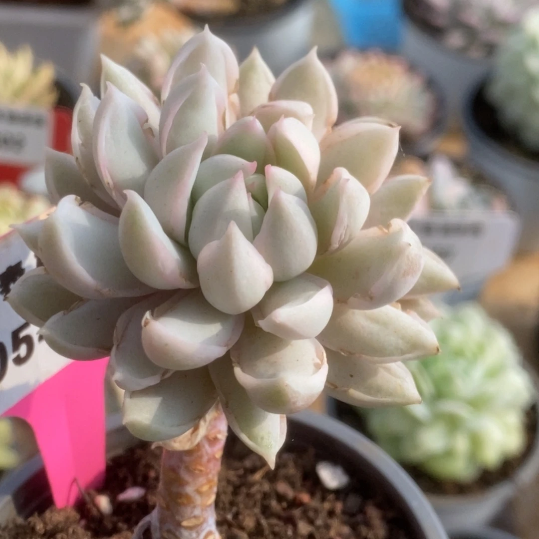 549牡丹冰锦锦锦锦锦