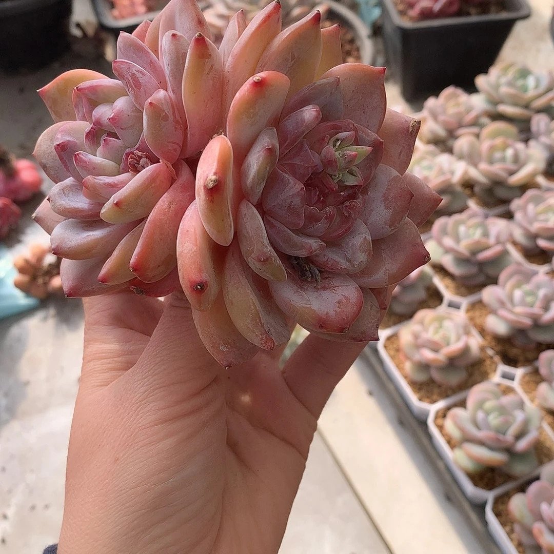 哈哈哈哈哈哈哈石榴籽冰玉