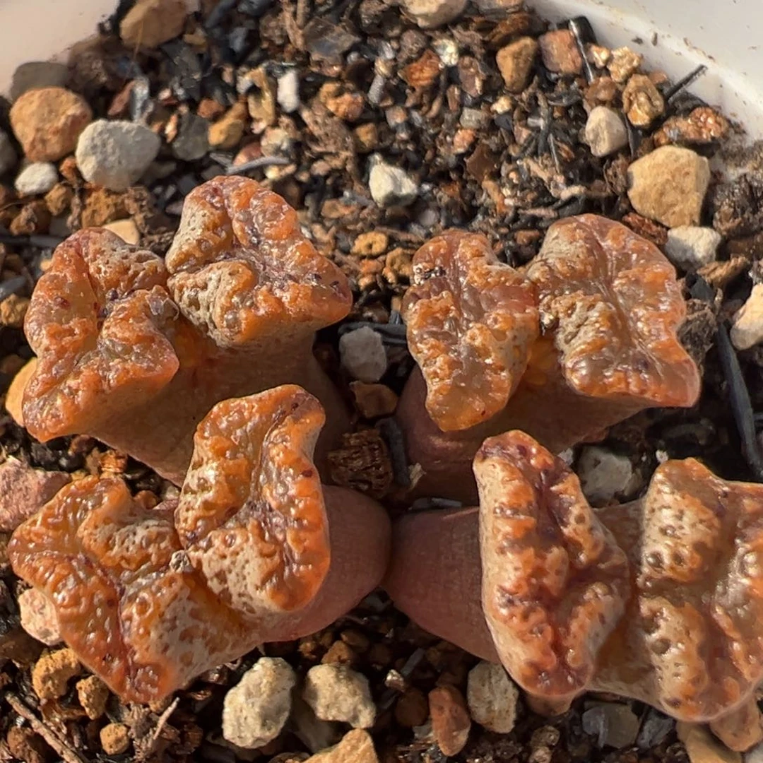 124多肉植物百科知识