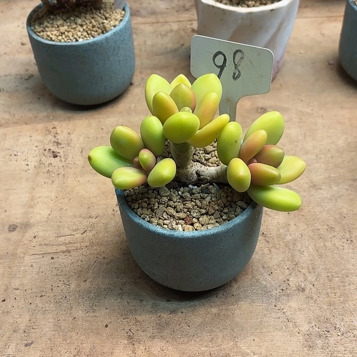 多肉植物，芒果奶98号