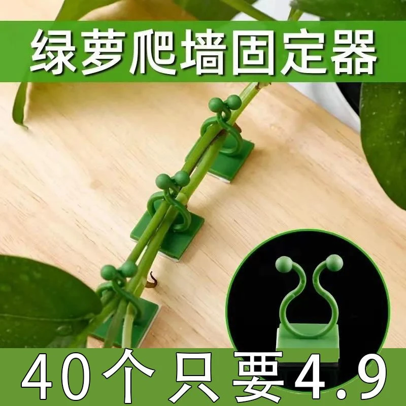 绿萝爬墙固定器绿植攀爬夹子无痕卡不伤墙挂钩卡扣强力家用免打孔