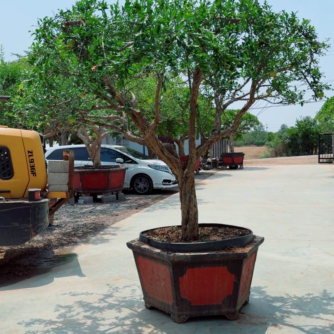 无花朵1****1石榴树大红袍