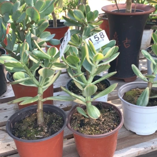 百**殆157，158老花脱土发货