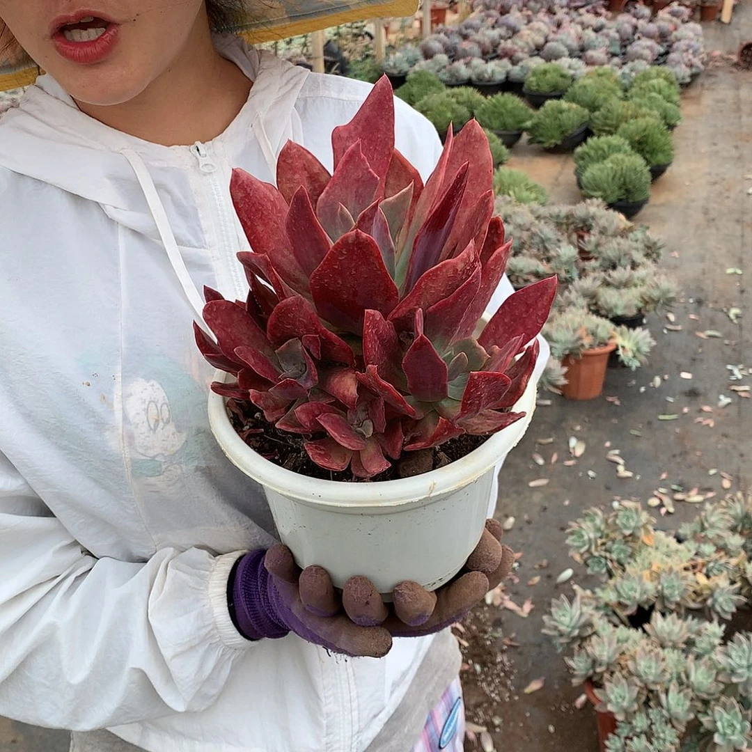 多肉植物钻石锦35