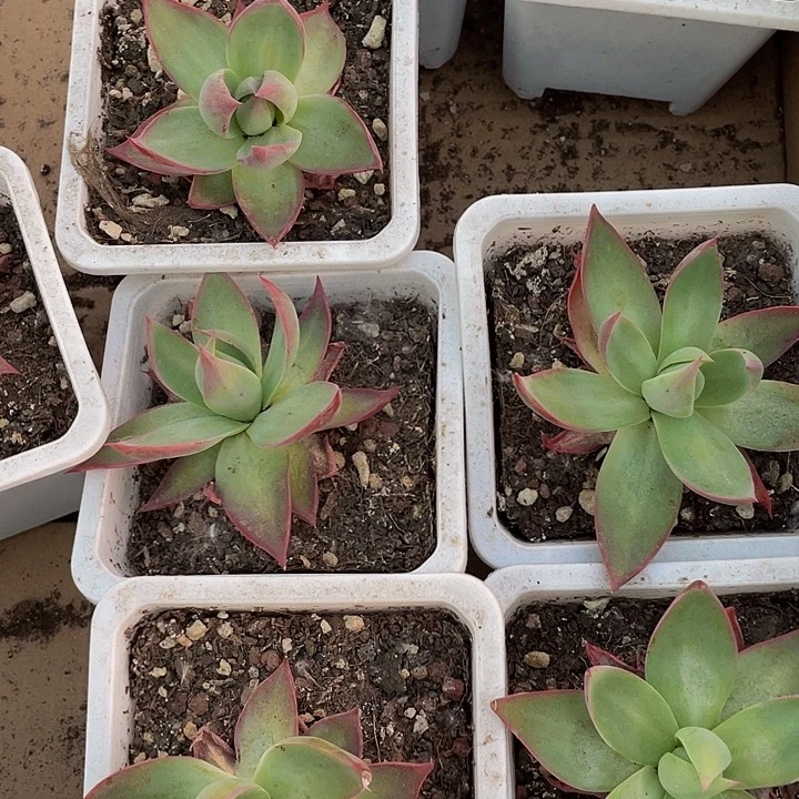 10方大惊鸿带盆土发