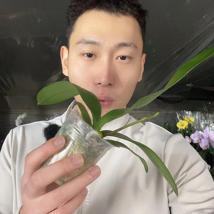 无花朵变色龙带花剑