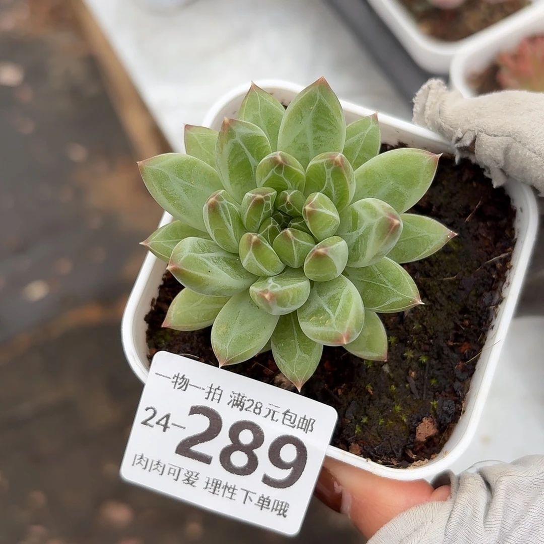 胖体青花瓷无盆土发货