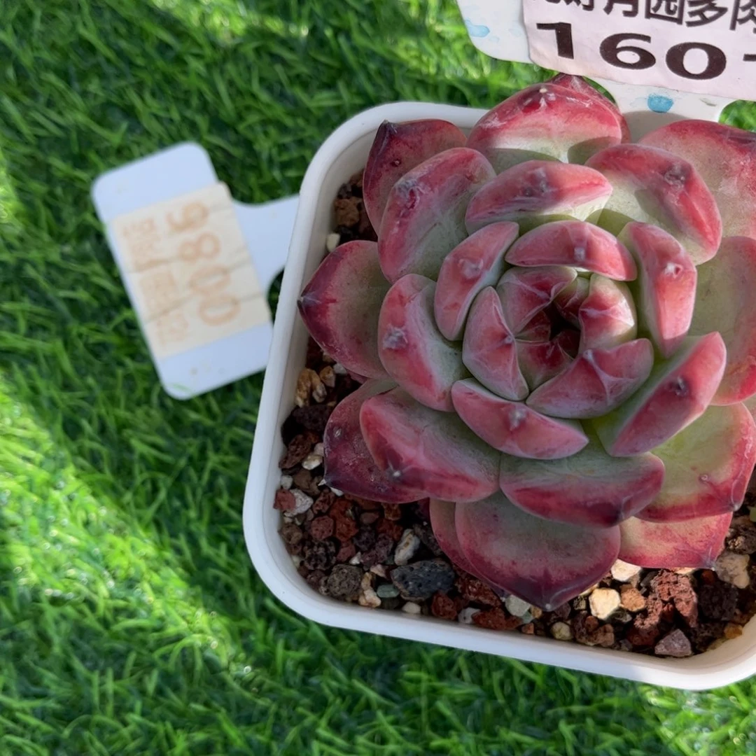 依***嫚多肉植物1601……………….