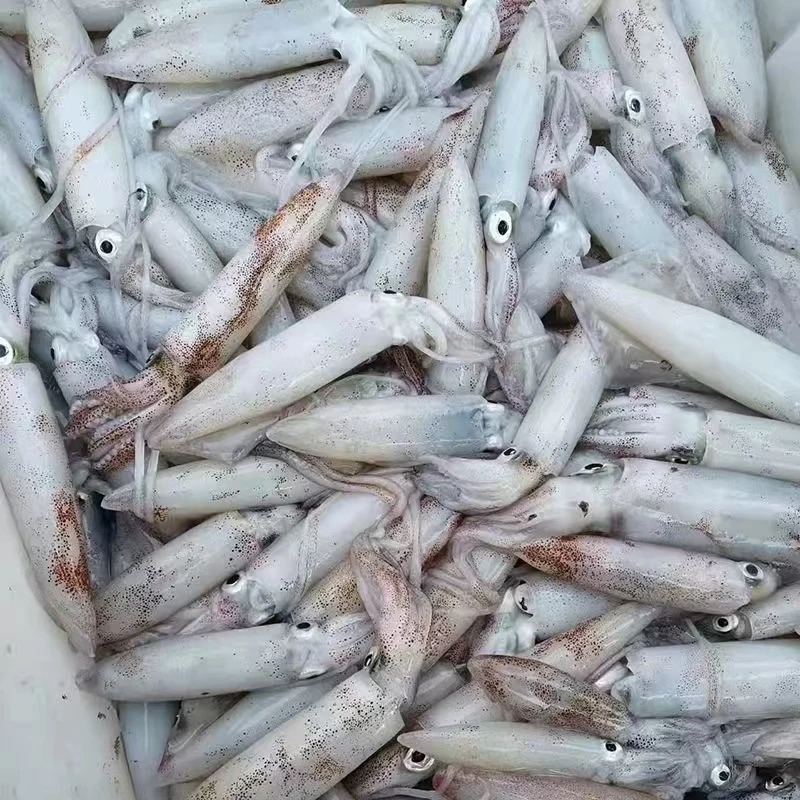 海捕新鲜小笔管鱼小海兔鱿鱼冰鲜速冻发货