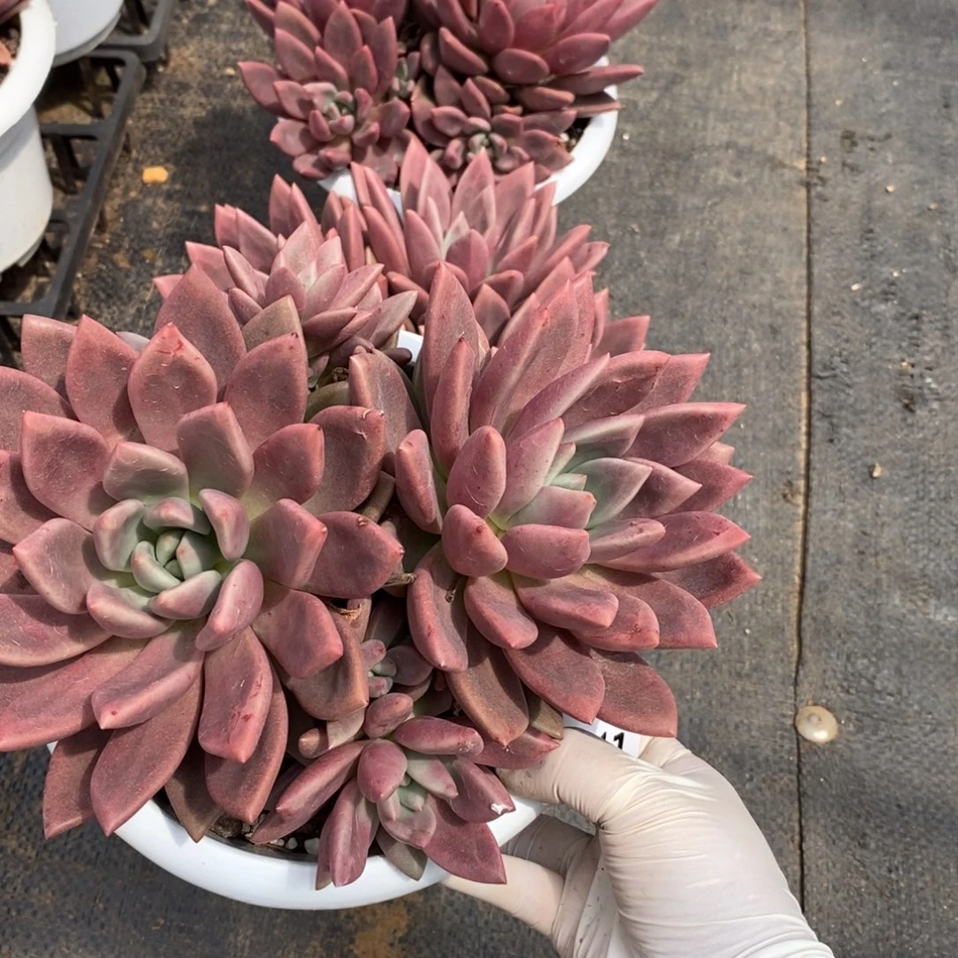 2511桃花源一物一拍