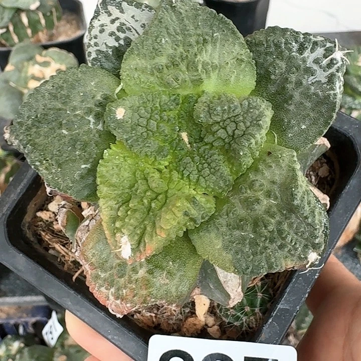 【闪购商品】无花朵小**叔梦幻怒锦837