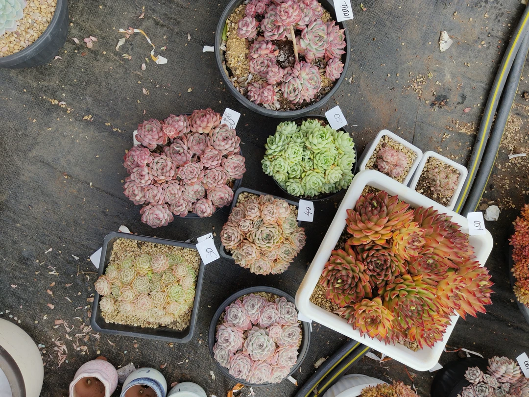 1004花掌柜精品杂交多肉9盆