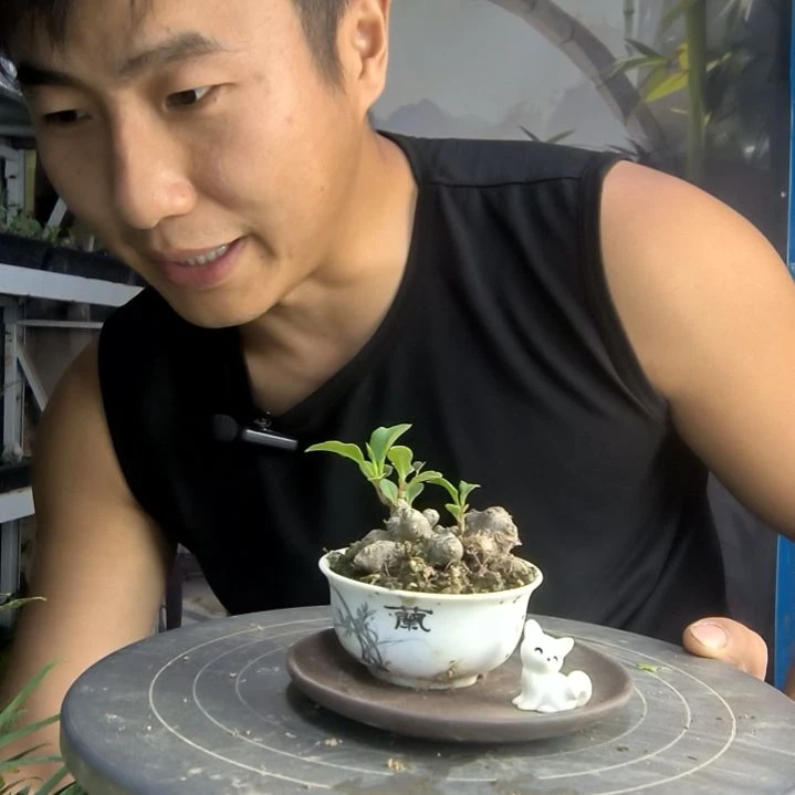 李*波中青园艺一物一拍291