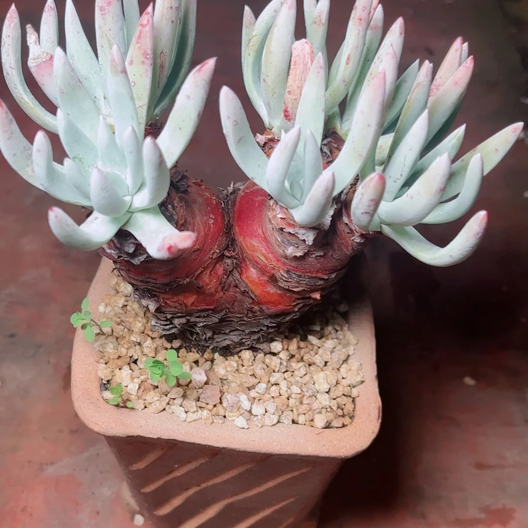 5619文森特仙女杯多肉