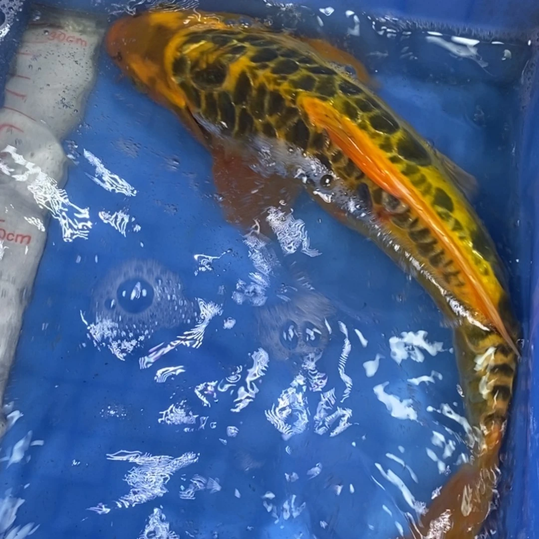 锦鲤冷水锦鲤包邮