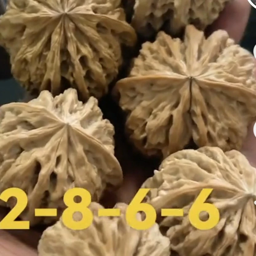 精品文玩核桃直播展示为准