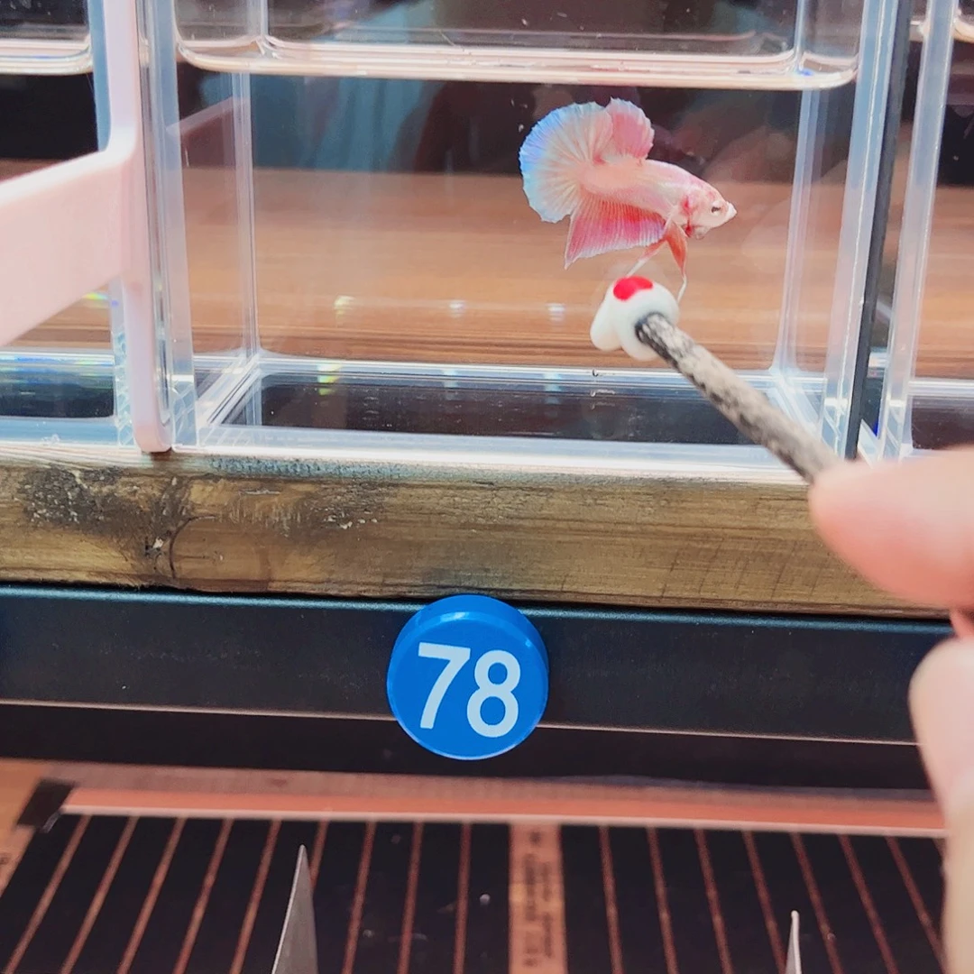 心***瓜海水鱼宙斯斗鱼竞拍09-26