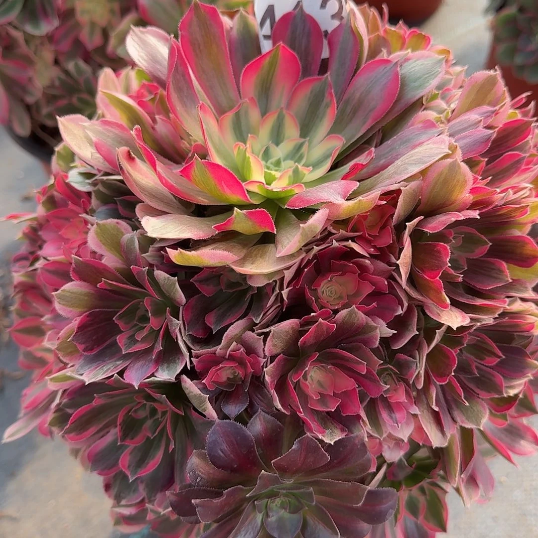 男神0000000000000413