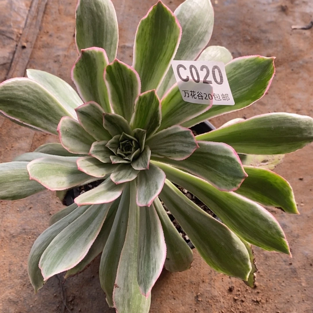 C020白发魔女多肉植物