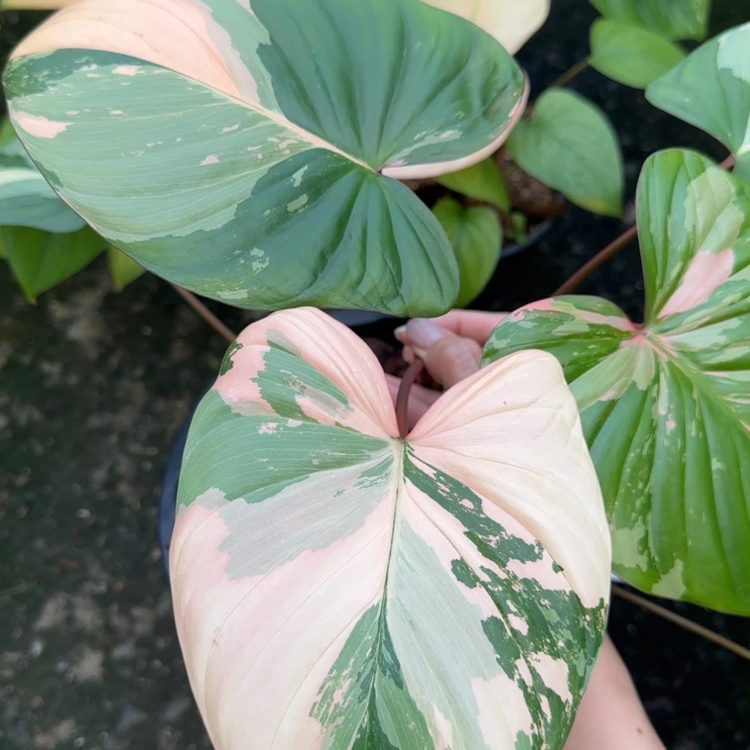 R710-1218团扇粉锦 可寄养