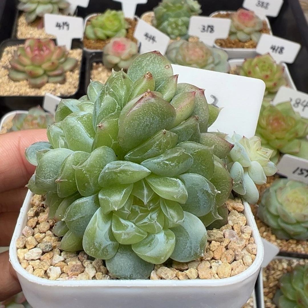 633号泼天富贵3头带崽