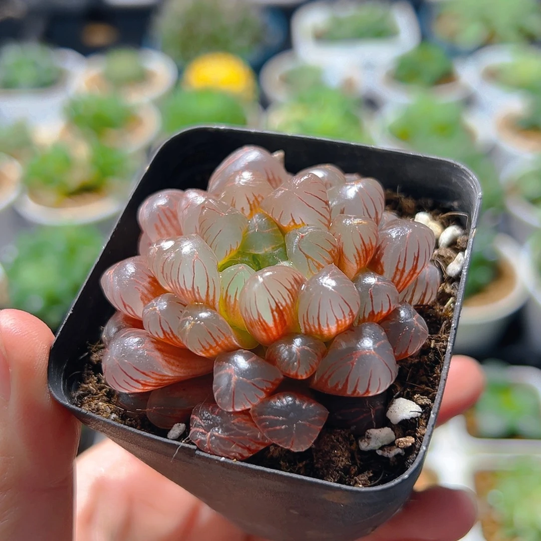 彩虹玉露多肉植物一颗