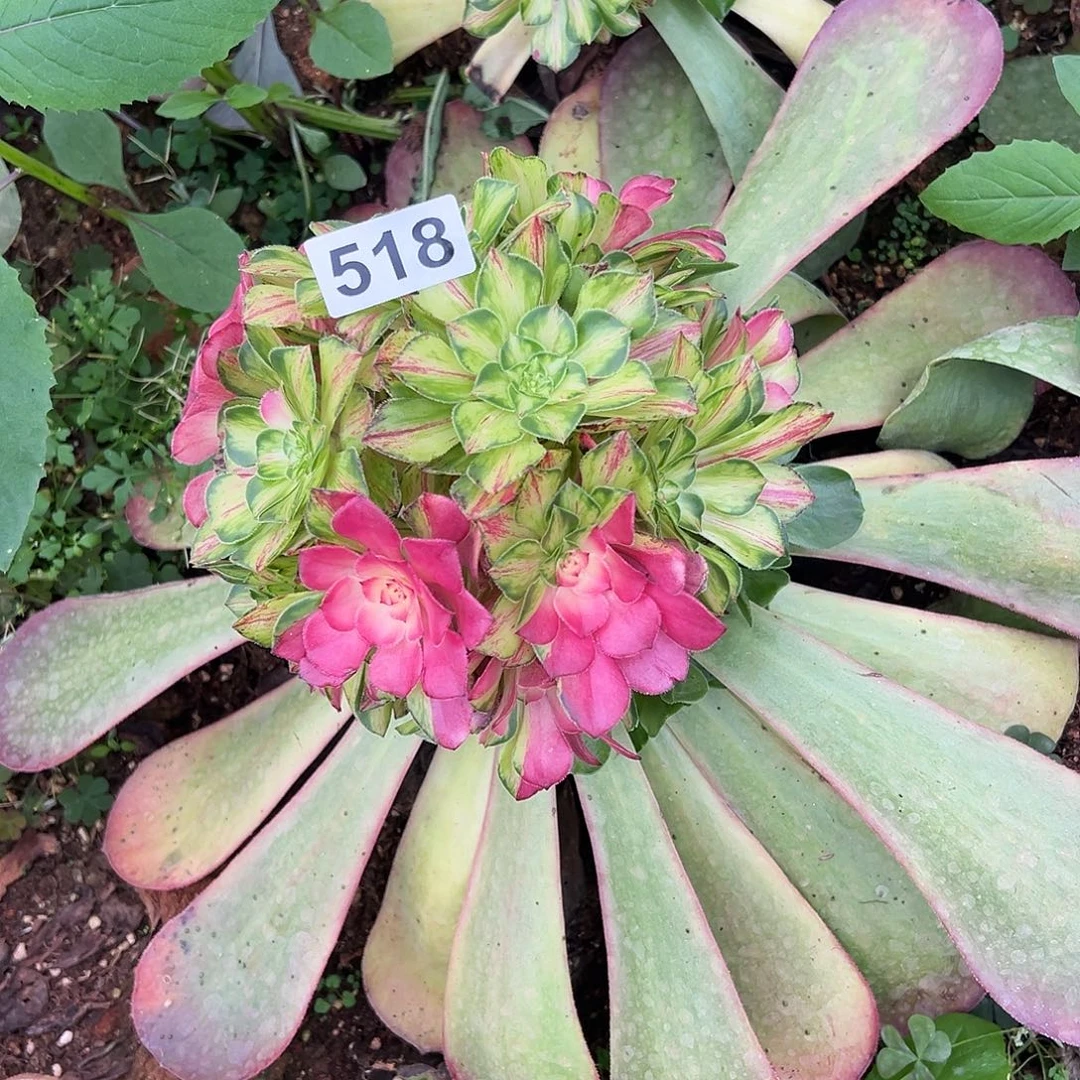 宁***)精品多肉植物518知否
