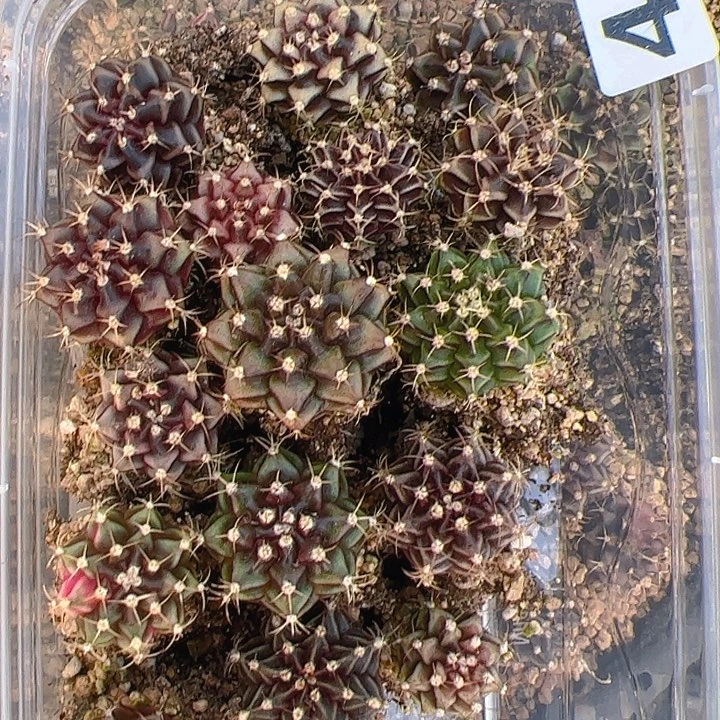 当前无花栽培后可以开花410
