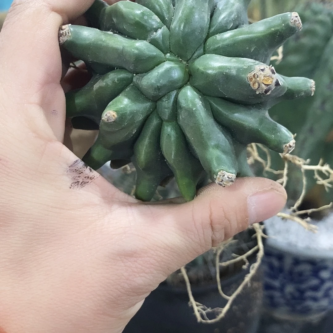 无***！雎鸠玉一个。