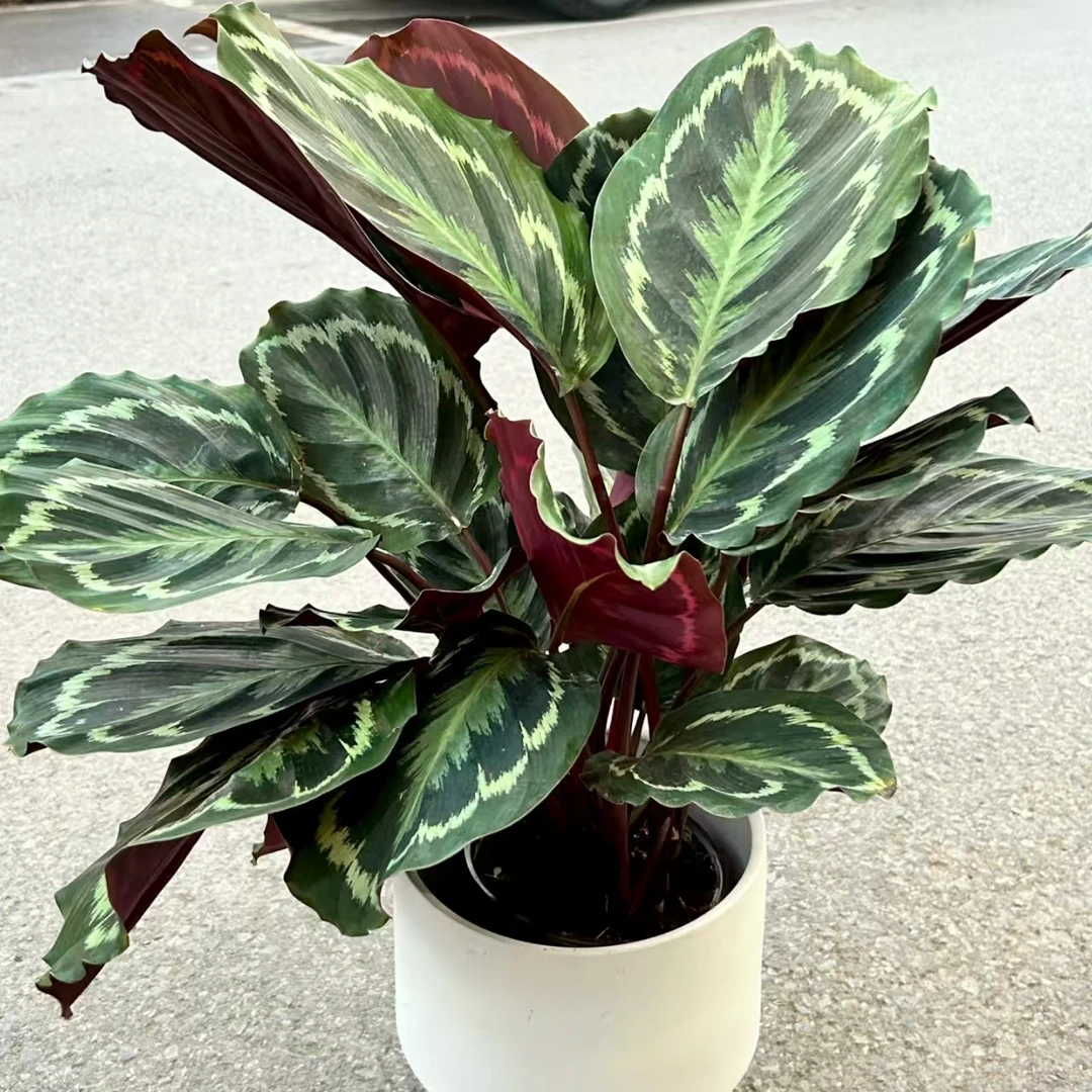 彩虹竹芋 精致绿色室内客厅阳台清新植物 云南鲜花绿植