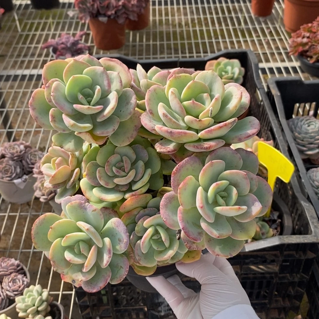 19965白月光一物一拍