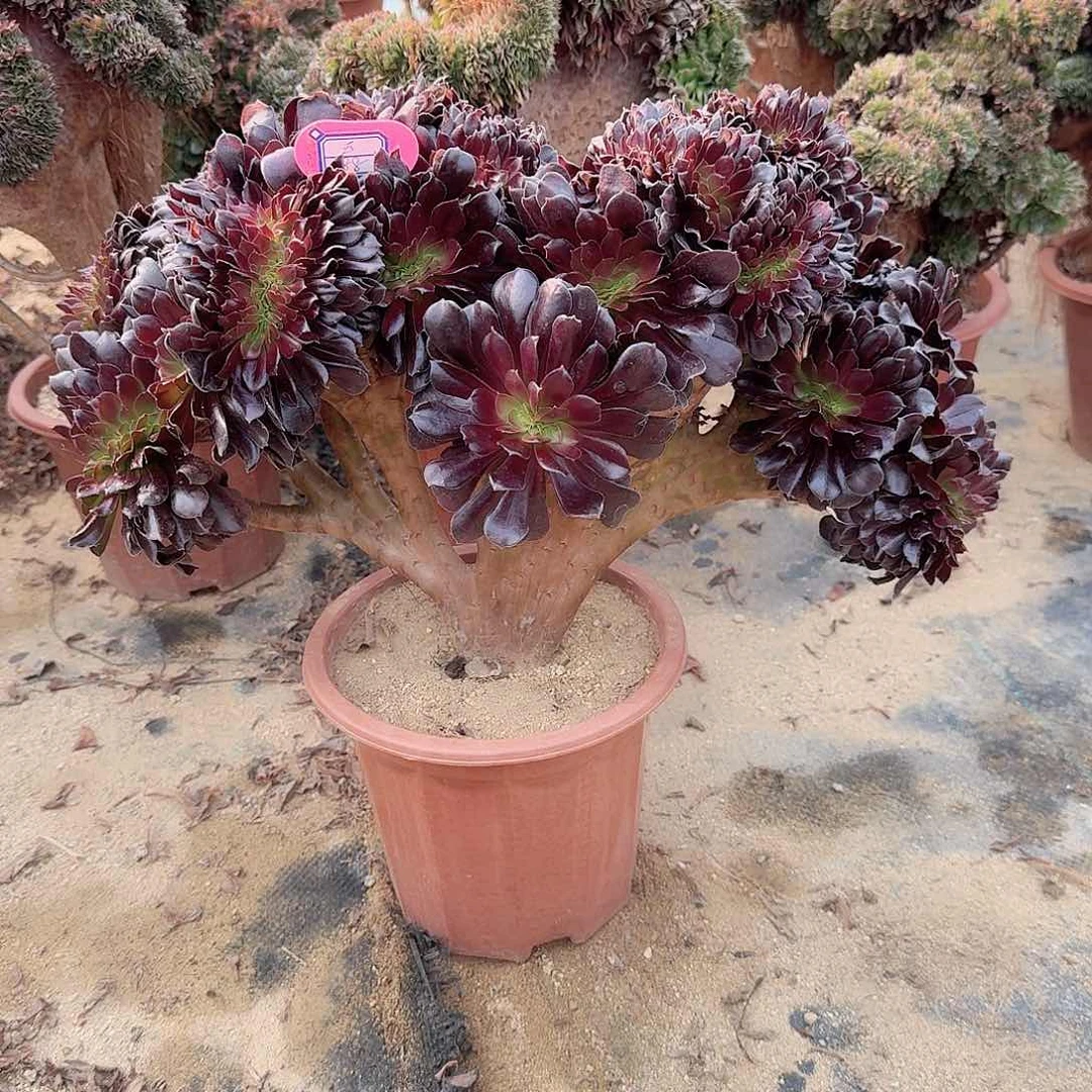 玉欧紫一颗呀呀937