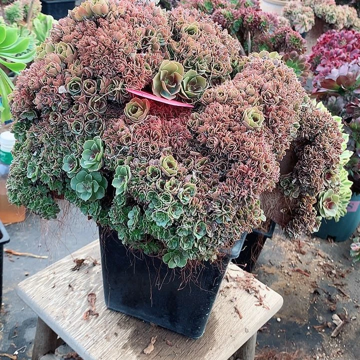 杨*雨玫瑰朵朵脱土发货啊