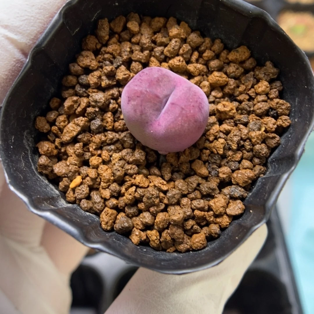 多肉植物肉锥杂交K-3377