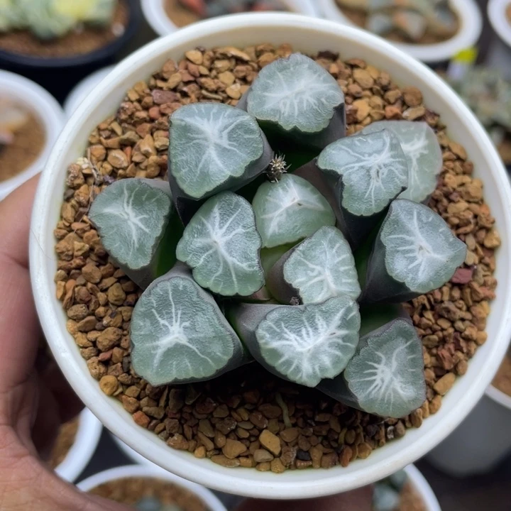 山之翠万象亚成株十二卷