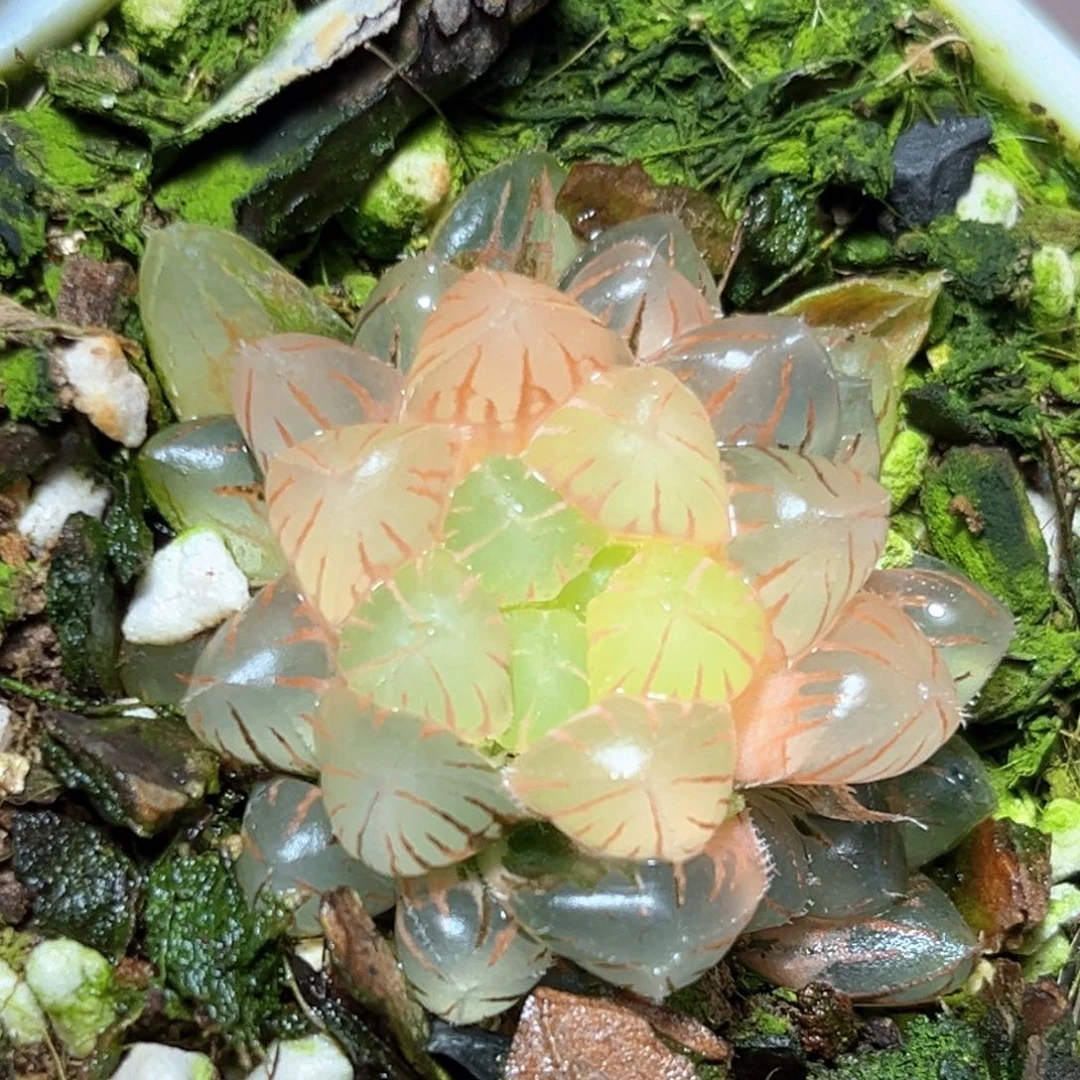 恭喜发财大吉大利1945