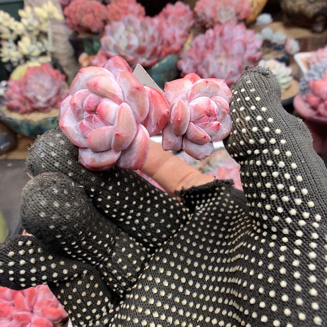 973星影多肉植物666