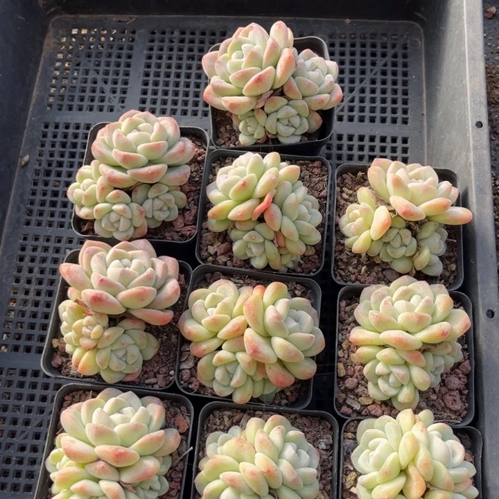 冰玉多肉七方盆一组10个7号