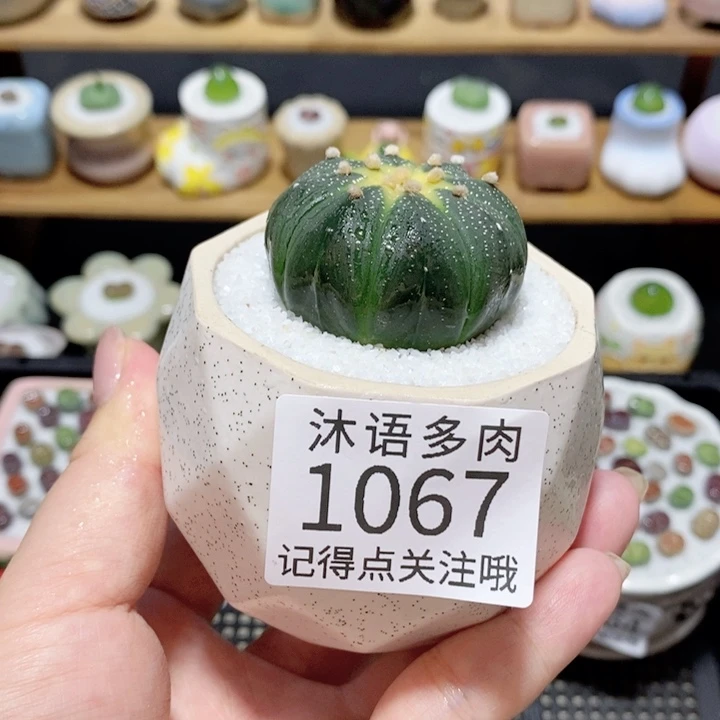 带盆土植物 精美盆栽1067