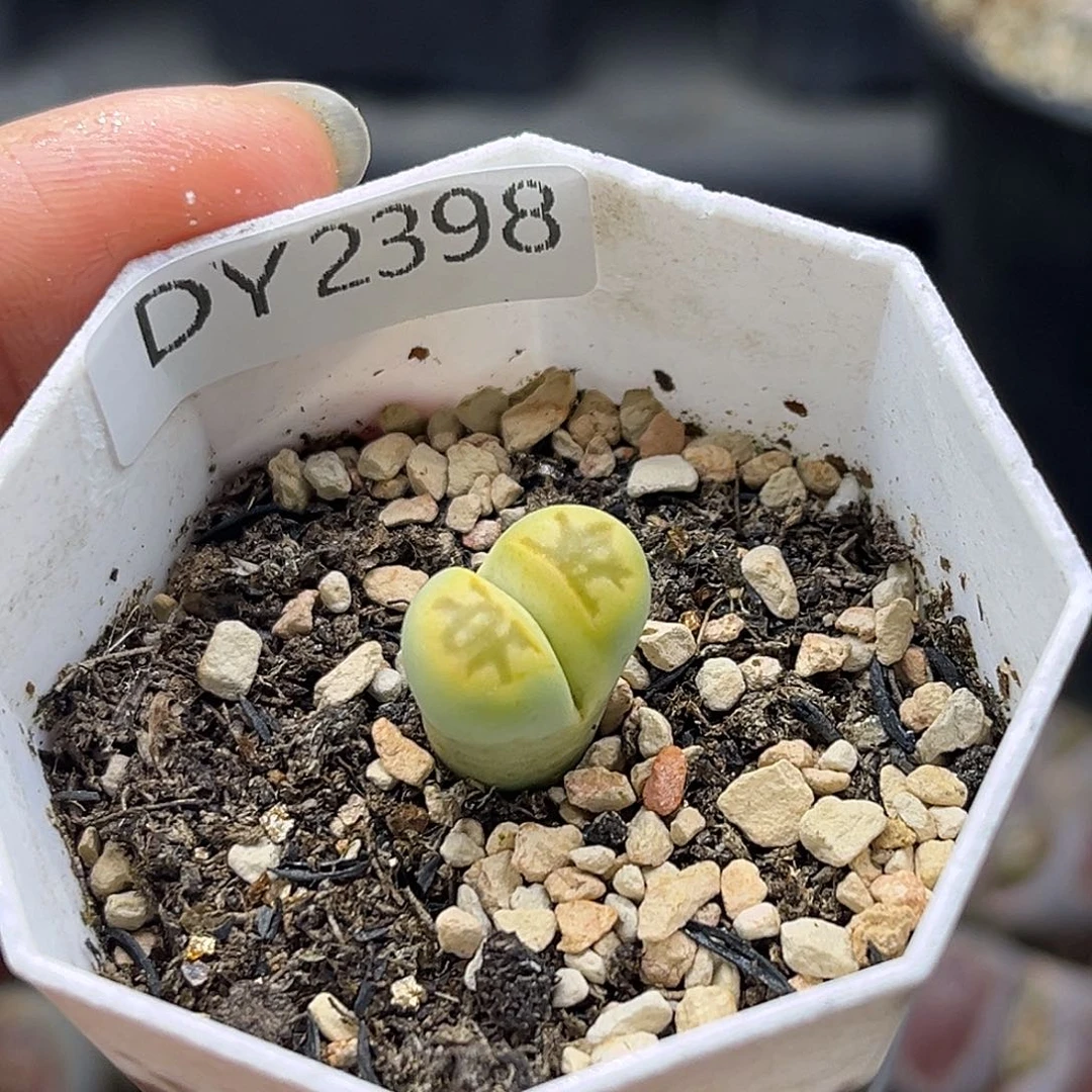 一物一拍绿菊特价2398