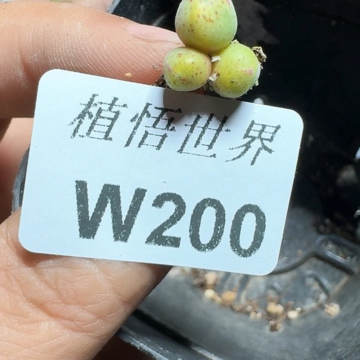 200号多肉植物哇c g