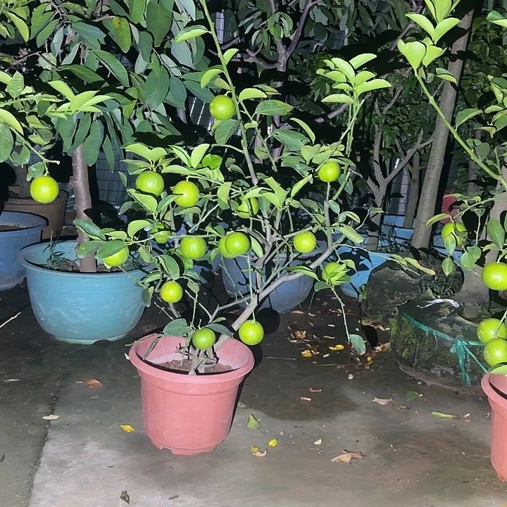 曾***她无花朵果树111111111111