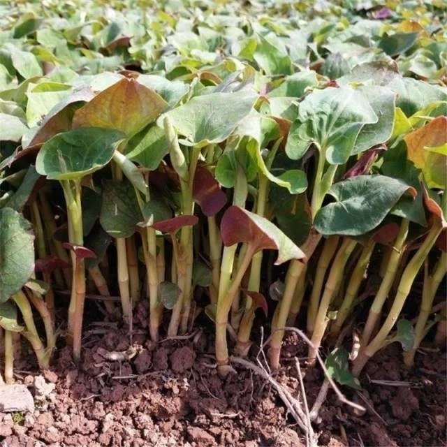 自然鱼腥草种子种苗四川正宗新鲜折耳根苗家庭园鱼腥草现挖折耳根