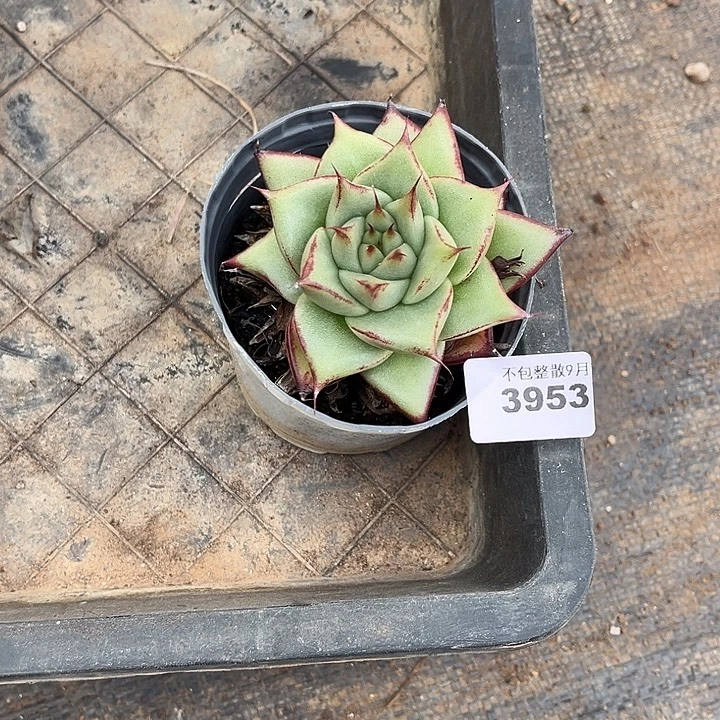 是***呀阿雅园艺。        3953乌木