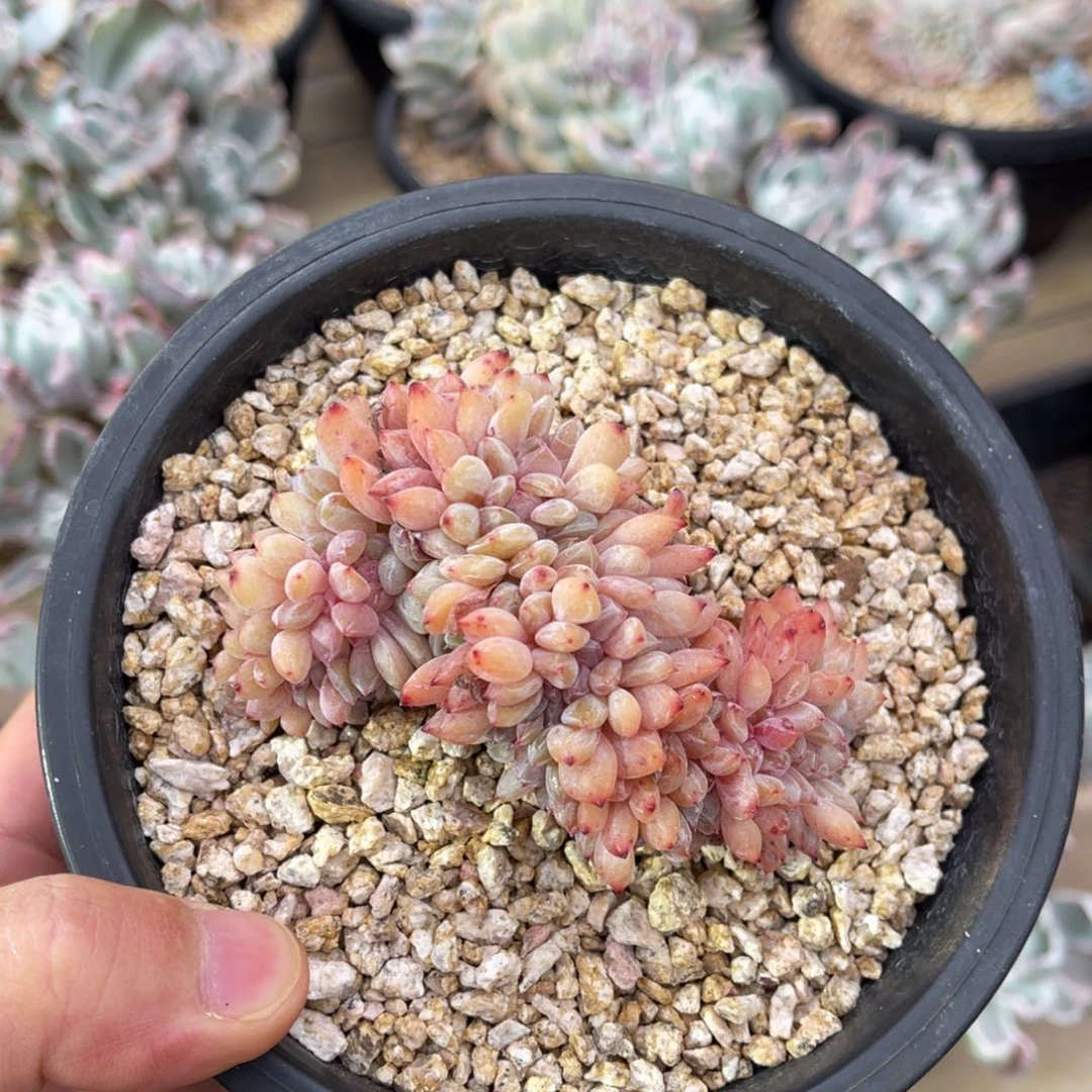 一物一拍不支持退换